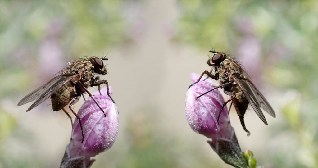 jak zrobić pułapkę na muchy owocówki