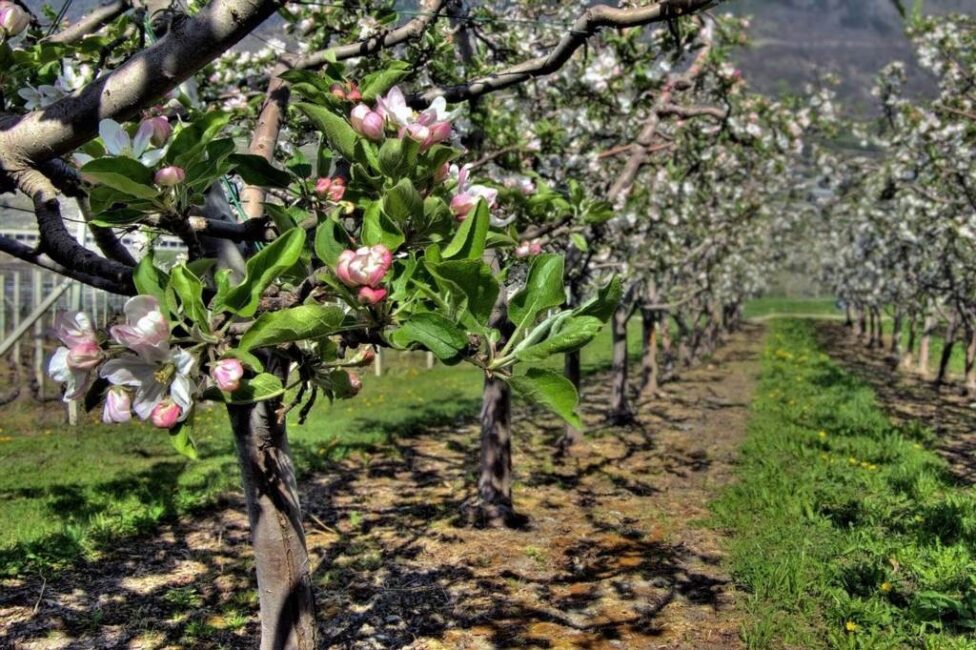 kiedy nawozimy drzewa owocowe